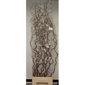 Corylus Av Contorta