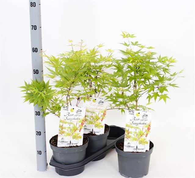 <h4>Acer palm. Sangokaku</h4>