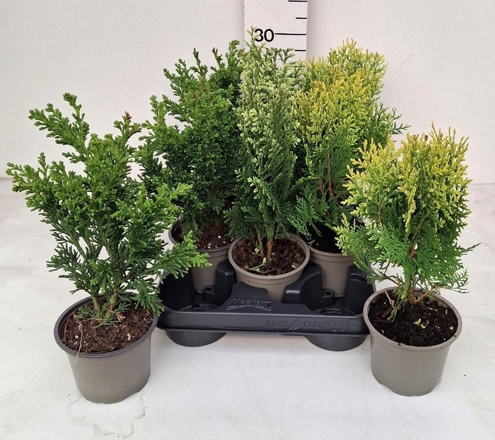 <h4>CONIFEREN OV</h4>