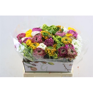 Ran Pon Pon Ex Gemengd