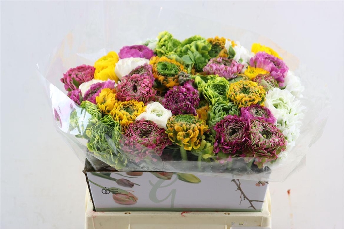 <h4>Ran Pon Pon Ex Gemengd</h4>