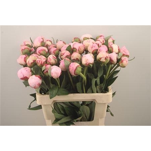 Paeo Sarah Bernhard Pink