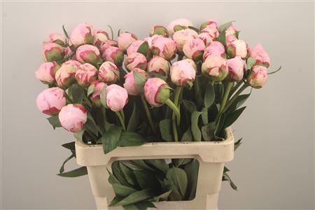 <h4>Paeo Sarah Bernhard Pink</h4>