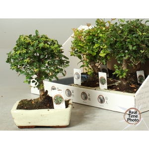 BONSAI GEM