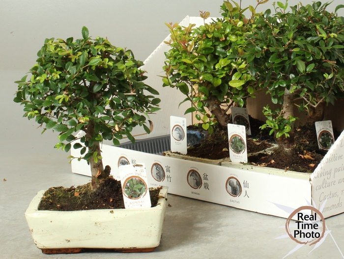 <h4>BONSAI GEM</h4>