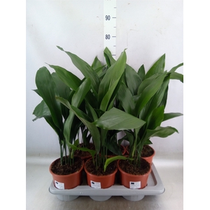Aspidistra elat.