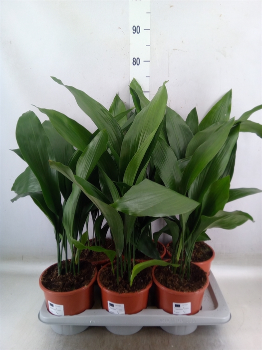 <h4>Aspidistra elat.</h4>