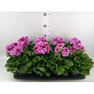 Pelargonium gran.   ..
