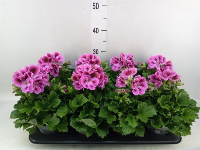 <h4>Pelargonium gran.   ..</h4>