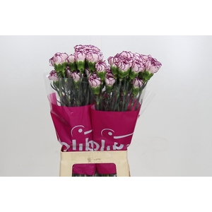 Dianthus St Damascus