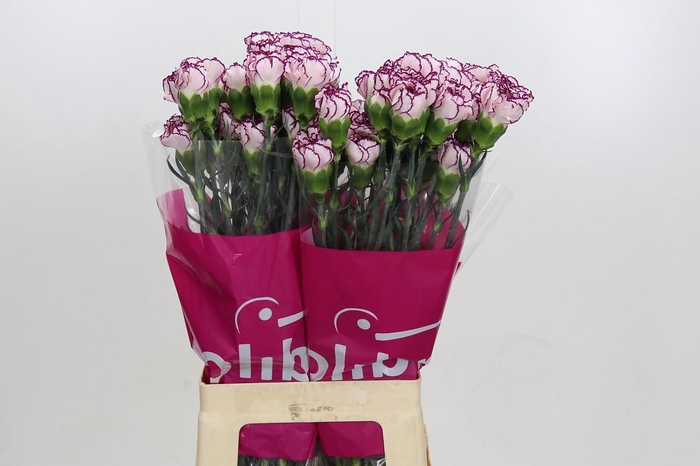 <h4>Dianthus St Damascus</h4>