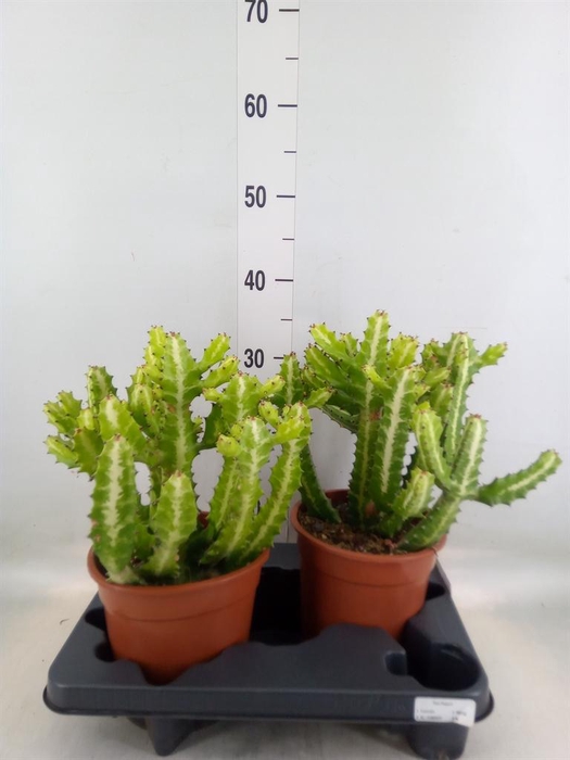 <h4>Euphorbia lactea</h4>