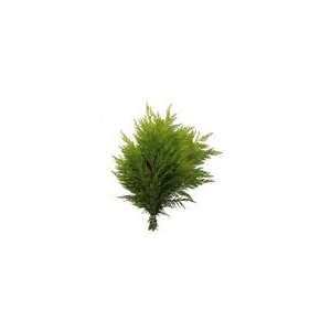 CONIFEER LA ELLWOODI 3KG ZAK