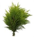 CONIFEER LA ELLWOODI 3KG ZAK