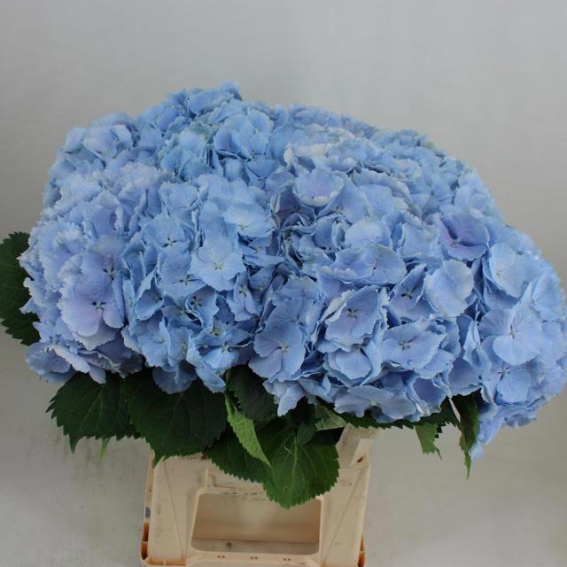 <h4>HYDR M CH VERENA BL</h4>