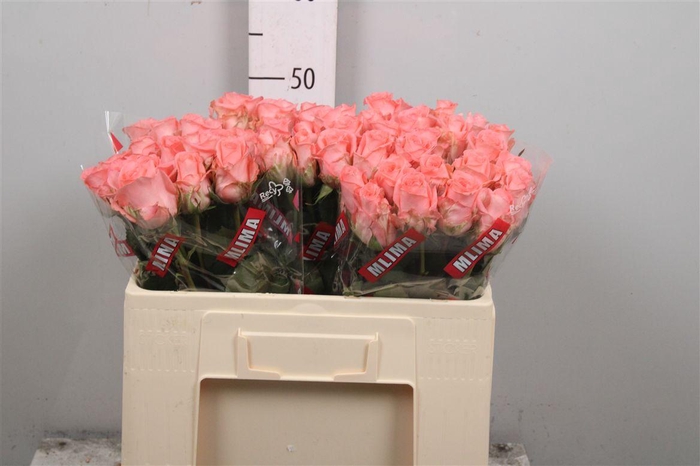 <h4>R Gr Unicorn</h4>