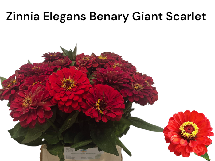 <h4>ZINNIA ELEGANS</h4>