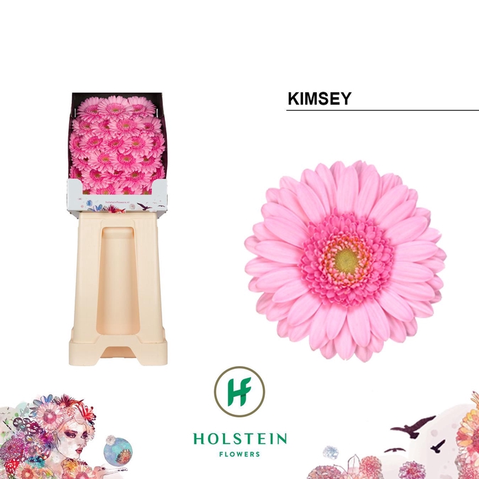 <h4>Germini Kimsey Diamond</h4>