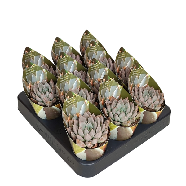 <h4>ECHEVERIA TOLIMANENSIS - POT Ø 6,5 WITH POTCOVER (SUCCULENTEN)</h4>