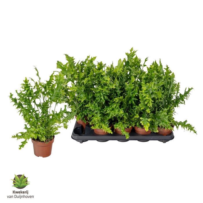 <h4>PHYM SC HAWAI SUNSHI</h4>