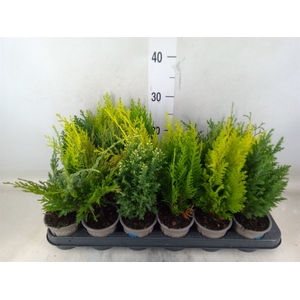 Conifers   ...mix