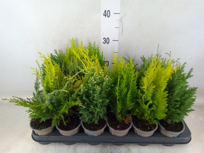 <h4>Conifers   ...mix</h4>