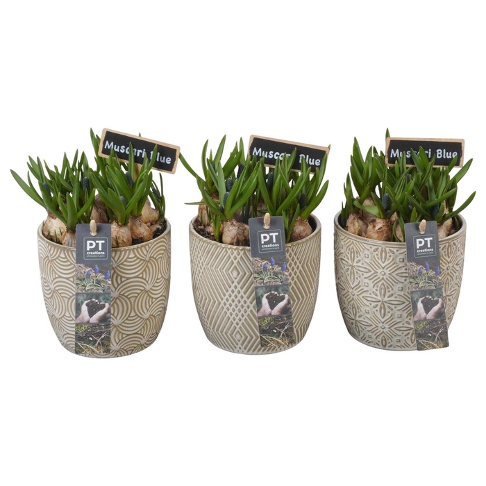 <h4>Arr.  Muscari L%</h4>