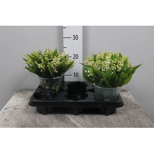 Convallaria P St