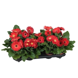 Gerbera belicht 2+ bl 12cm excellent rood (diverse kleurtinten)
