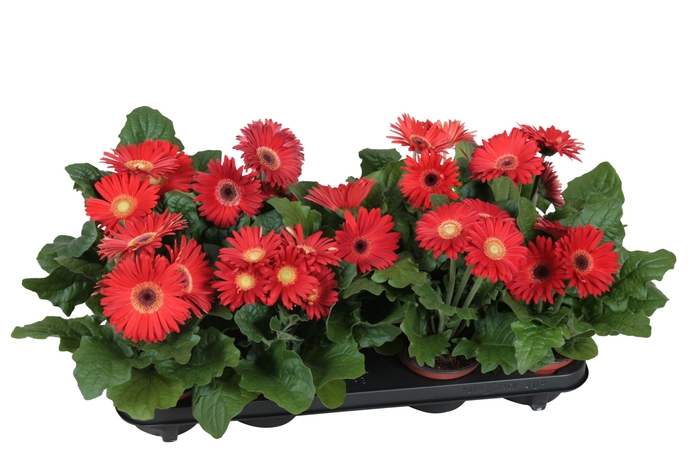 <h4>Gerbera belicht 2+ bl 12cm excellent rood (diverse kleurtinten)</h4>