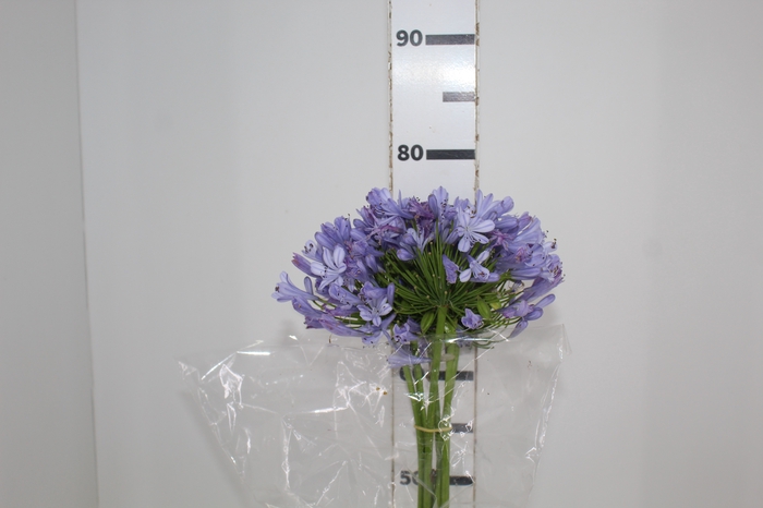 <h4>AGAPANTHUS LILAS</h4>