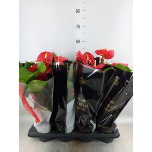 Anthurium andr. 'Madural'