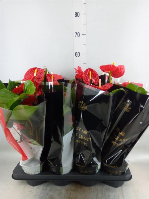 <h4>Anthurium andr. 'Madural'</h4>