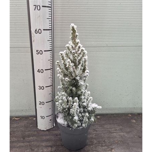 ** Picea Gl December Met Snow * Winter Promo *