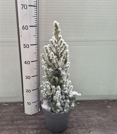 <h4>** Picea Gl December Met Snow * Winter Promo *</h4>