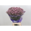 Limonium Pink Diamond