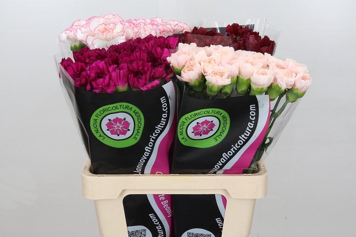 <h4>Dianthus St Mix In Bucket (Special) min 9 buckets</h4>