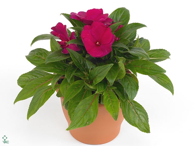 IMPAT CP PURPLE BLUE