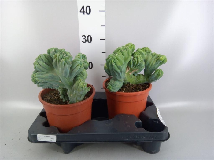 <h4>Cactus   ...</h4>