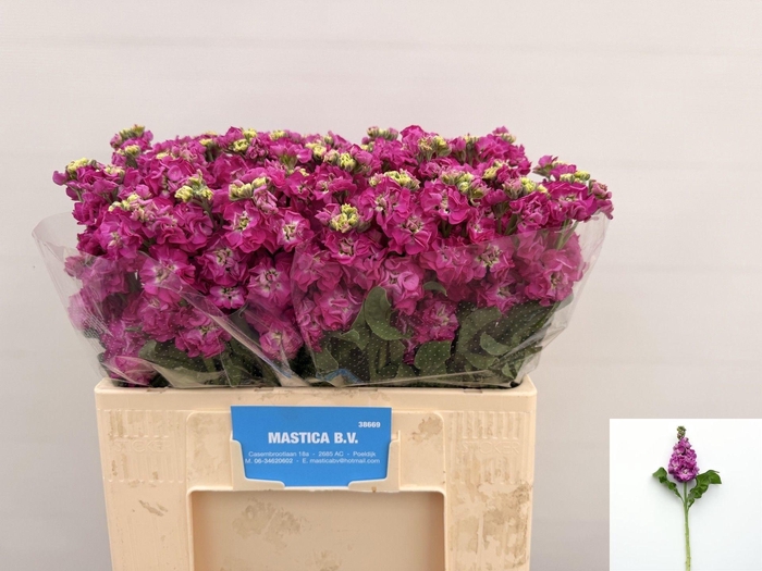 <h4>Matth Stox Deep Rose N L</h4>