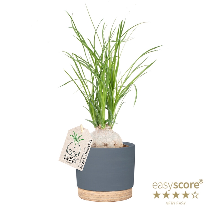 BEAUCARNEA RECURVATA P12