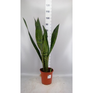 Sansevieria trifa.   ...