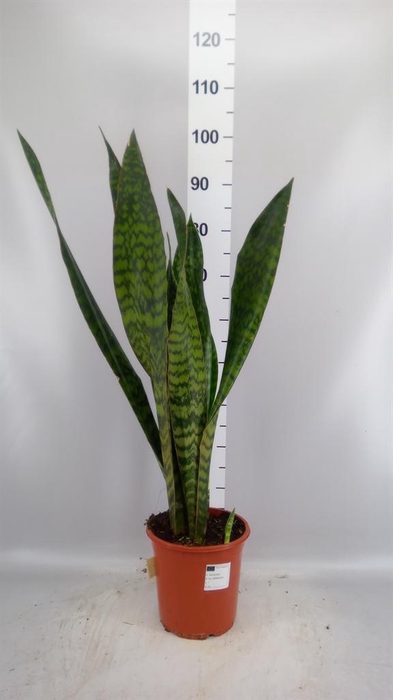 <h4>Sansevieria trifa. ...</h4>