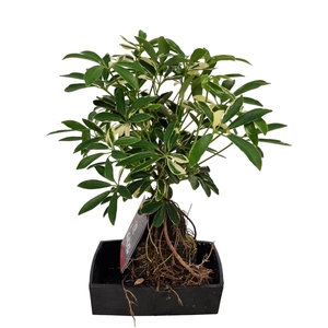 ARR KAMERPL GROEN H%