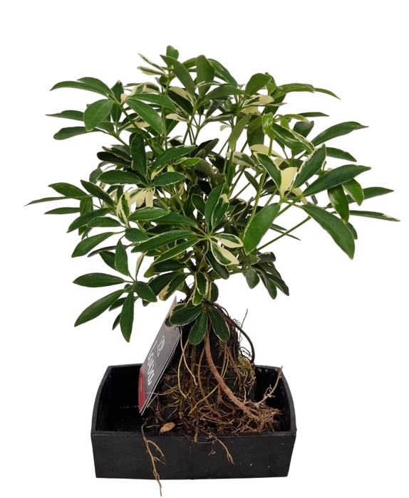 <h4>ARR KAMERPL GROEN H%</h4>