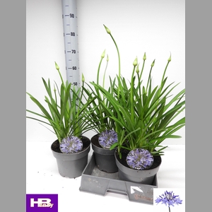 AGAPA DR BROUWER