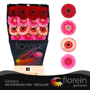 Gerbera Mix 4 kleuren Diamond
