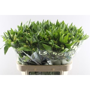 Alstr White Swan (wit)