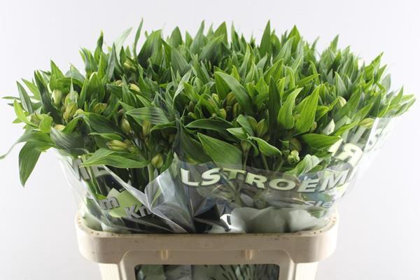 <h4>Alstr White Swan (wit)</h4>