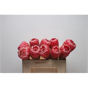 Protea Empress No Leaves
